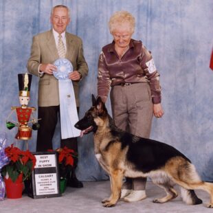 What to Expect at a Dog Show:  A Beginners Guide