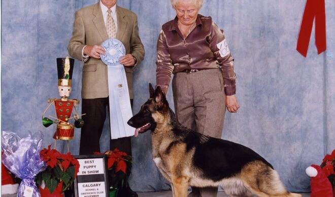 What to Expect at a Dog Show:  A Beginners Guide
